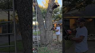 Tree Removal quotHeavy Oakquot Part 2 construction labor stihl [upl. by Norha]