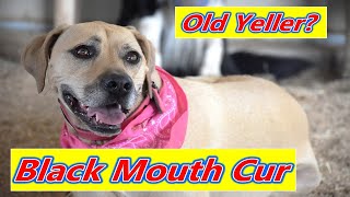 The Black Mouth Cur  Protective Intelligent Hard Working [upl. by Hcurab989]