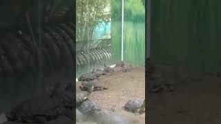 nehruzoologicalpark zoopark zoo reels trending shortsfeed chidiyaghar shortsviral shorts [upl. by Lida]