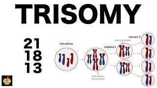 Trisomy 21 18 and 13 amp Nondisjunction Genetics [upl. by Mimi]