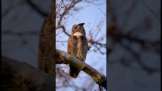 Great Horned Owl hooting [upl. by Hameerak]