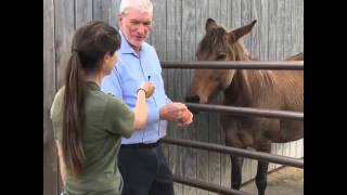 Feeding a Zorse and a Zonkey at the Creation Museum Petting Zoo [upl. by Nigam]