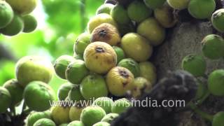 Figs or Anjeer grow on Ficus tree and are a member of Mulberry family [upl. by Nnaesor]