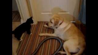 Kitten VS Lab Labrador Must Watch Funny Fight [upl. by Getraer]