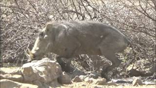 Motsomi Safaris Bow Hunting Warthog Picking [upl. by Enawtna301]