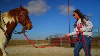 Registered SorrelWhite Tobiano Missouri Foxtrotter GaitedTrail Mare For Sale [upl. by Lhadnek]