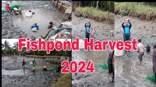 FISHPOND HARVEST 2024 everyone highlightseveryone fishpond [upl. by Ewan461]