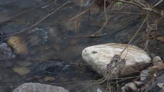 Schnabeltier  Platypus Ornithorhynchus anatinus in Hobart Rivulet [upl. by Willis142]