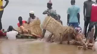 Les populations de Pouss à l’œuvre pour colmater quelques brèches de la digue sur le Logone [upl. by Nork947]