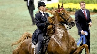 CH Bravo Blue  2015 UPHA American Saddlebred Open FiveGaited Horse of the Year [upl. by Ahtekal]