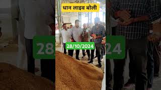 आज धान की लाइव बोली 28102024 😱🙏mandi hanumangarh धानकाभाव [upl. by Asamot]