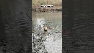 BARASINGHA kanhatigerreserve madhyapradesh barasingha wildlifeanimals [upl. by Giddings527]