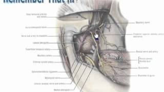 7 Contents of temporal amp infratemporal fossae Azharmedicine com [upl. by Melise]