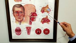 Eustachian Tube Dysfunction [upl. by Bohs868]