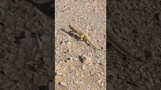 Running SpinyTailed Lizard shortfeed insects saveournature ytshort nature wildlife [upl. by Golub525]