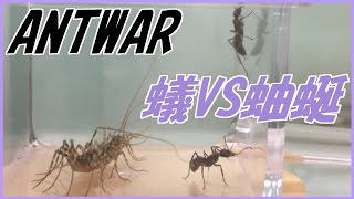 蟻戦争＃121 トゲオオハリアリVSゲジゲジ ～狩りの残虐な顔～編～ant vs house centipede～ [upl. by Stiruc]