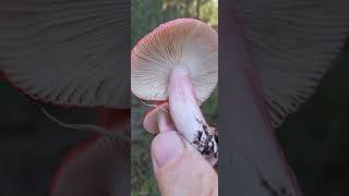 RUSSULA XERAMPELİNAGELİNCİK MANTARI [upl. by Aenitsirhc]