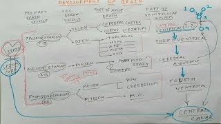 Development of Brain  TCML [upl. by Durgy]