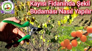 Kayısı Fidanında Şekil Budaması Nasıl Yapılır🌳Ağacı Böyle Budarsan Asla Kırılmaz Ve Verimi Aratar [upl. by Ellenwahs]