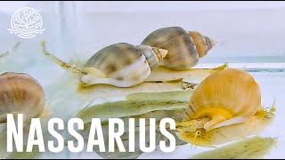 ¡Hablemos sobre caracoles Nassarius [upl. by Aiceled707]