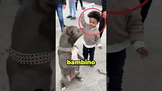 Bambino COLPISCE un CANE MA POI…😱 virale [upl. by Franchot]