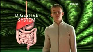 Cell Tissue Organ System Organism  BBC Curriculum Bites [upl. by Ivel427]