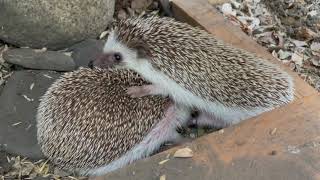 Hedgehogs mating Fail [upl. by Olia]