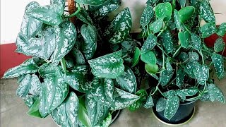 Scindapsus Pictus plant complete care guide Silver pothos Satin pothos  Exotica and Argyraeus [upl. by Nosiram]