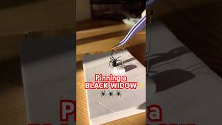 Pinning the black widow from a rehydration chamber spiders blackwidow blackwidows howto diy [upl. by Dragelin]