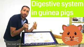 🐹 GUINEA PIGS How the digestive system works in guinea pigs [upl. by Derfiniw256]