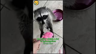 Why Raccoons Wash Their Food shorts [upl. by Ramirol]