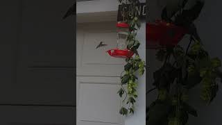 Hovering hummingbird [upl. by Eineeuq]