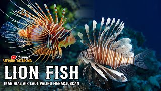 LION FISH Pterois Volitans Ikan Hias Aquarium yang Cantik dan Menakjubkan [upl. by Rahmann442]