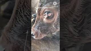 Growth in the eyes of a calf by birth [upl. by Larual]