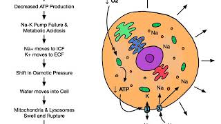 Cerebrovascular Disorders [upl. by Aihsoj]