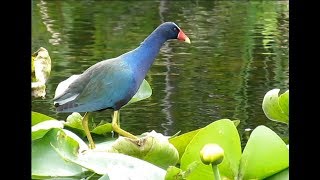 Purple Gallinule Everglades National Park [upl. by Aisitel]