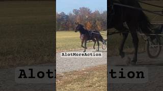 AlotMoreAction shorts horse harnessracing yearling [upl. by Ytsirhc129]