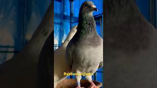 রেসিং কবুতর ভিডিও grizzlepigeon pigeonsloft pigeonhobby pigeon kabutar racingpipigeons [upl. by Florance]