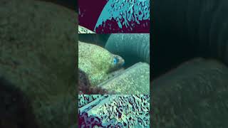 The Moray Eel Actually Terrifying short vlog eel aquarium [upl. by Nrublim832]