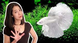 5 Things I Wish I Knew BEFORE I Got My First Betta Fish [upl. by Opalina]