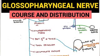 Glossopharyngeal Nerve  Course and Distribution  Neuroanatomy [upl. by Jedthus]