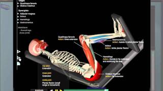 Leg Press Anatomy [upl. by Chuu]