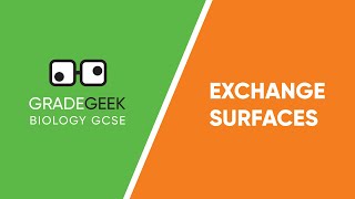 Specialized Exchange Surfaces in Organisms  GCSE Biology  GradeGeek [upl. by Adnalro554]