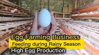 Egg Farming Business  Feeding Program During Rainy Season  The Backyard Farming [upl. by Franckot265]