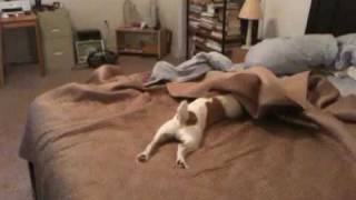 Jack Russell Terrier CLyde  Bed Surfing [upl. by Mischa]