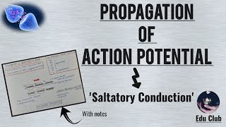 Propagation Of Action Potential  Saltatory Conduction  Nerve Muscle Physiology [upl. by Thin316]