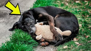 Dog Waits Outside Hospital for Days – What Happens Next Will Melt Your Heart [upl. by Bohman]