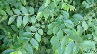 218How to grow n care Curry Leaf Murraya KoenigiiMeethi Neem Gandla plant HindiUrdu221216 [upl. by Chaunce]