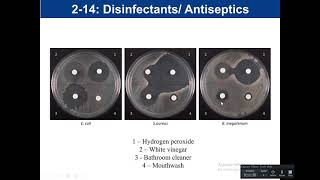 Lab 214 Disinfectant and Antiseptics [upl. by Enyad]