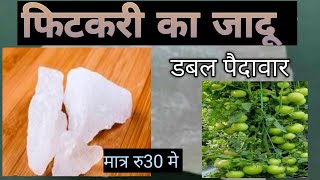 खेती में फिटकरी का सही उपयोग। potassium Aluminium sulphate used in farming। fitkari ke upyog।alum [upl. by Atikcir990]